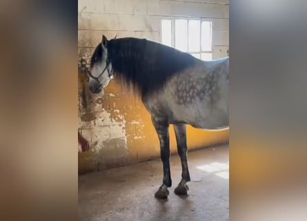 PRE, Castrone, 6 Anni, 164 cm, Grigio pezzato