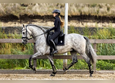 PRE Mix, Castrone, 6 Anni, 165 cm, Grigio