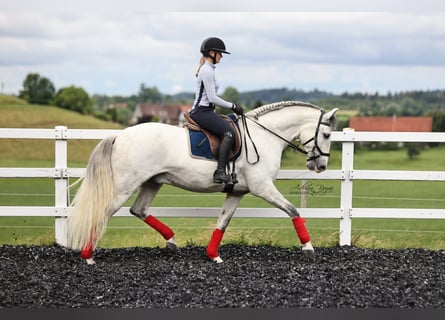 PRE Mix, Castrone, 6 Anni, 166 cm, Grigio