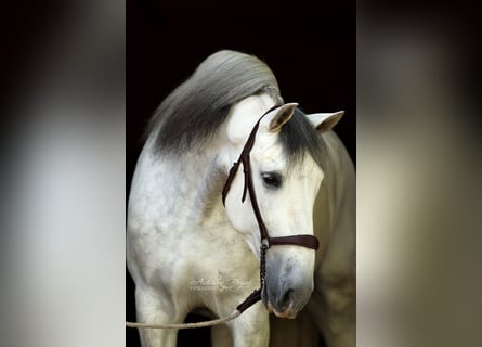 PRE Mix, Castrone, 6 Anni, 166 cm, Grigio
