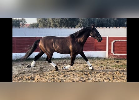 PRE, Castrone, 6 Anni, 167 cm, Baio scuro