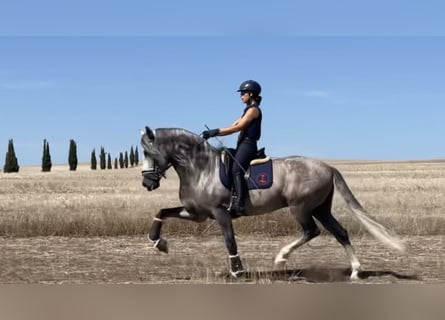 PRE, Castrone, 6 Anni, 167 cm, Grigio