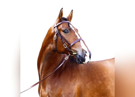 PRE Mix, Castrone, 6 Anni, 170 cm, Baio chiaro