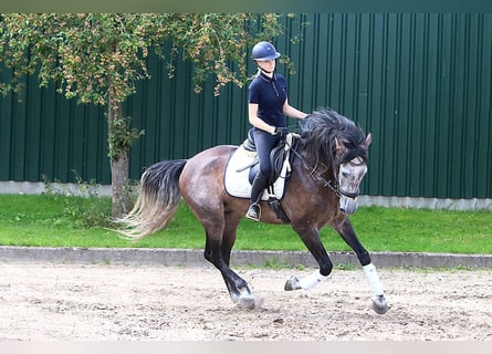 PRE, Castrone, 6 Anni, 170 cm, Grigio ferro