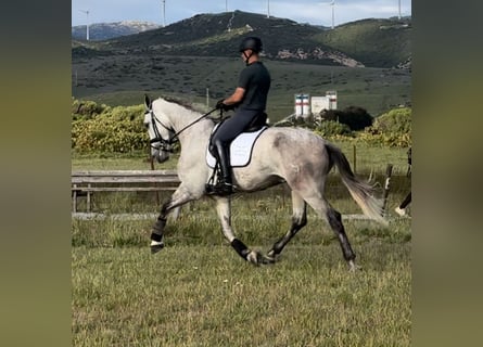 PRE, Castrone, 6 Anni, 175 cm, Grigio