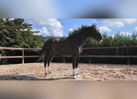 PRE Mix, Castrone, 6 Anni, 175 cm, Morello