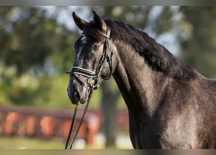 PRE Mix, Castrone, 6 Anni, Grigio