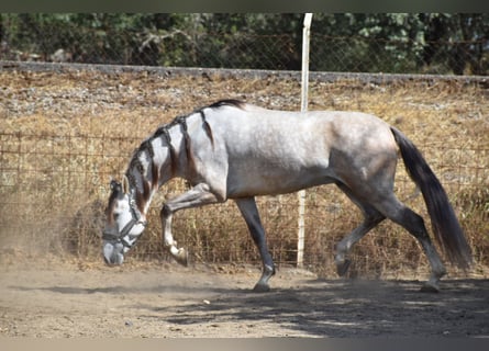 PRE, Castrone, 7 Anni, 160 cm, Grigio rossastro