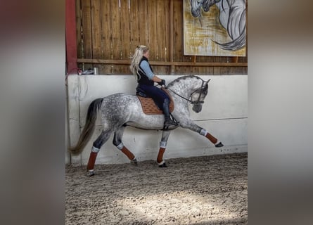 PRE Mix, Castrone, 7 Anni, 161 cm, Grigio pezzato