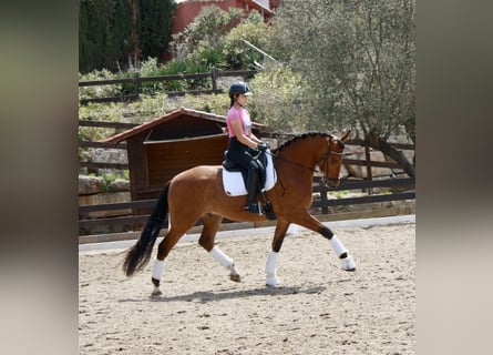 PRE, Castrone, 7 Anni, 164 cm, Baio ciliegia
