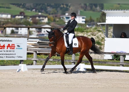 PRE, Castrone, 7 Anni, 165 cm, Baio