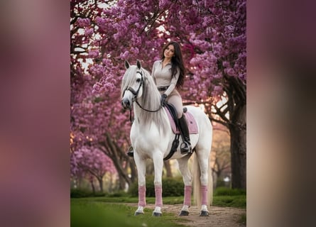 PRE Mix, Castrone, 7 Anni, 166 cm, Grigio