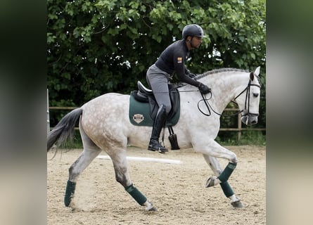 PRE Mix, Castrone, 7 Anni, 166 cm, Grigio