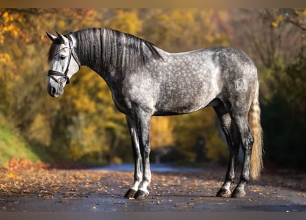 PRE Mix, Castrone, 7 Anni, 166 cm, Grigio pezzato