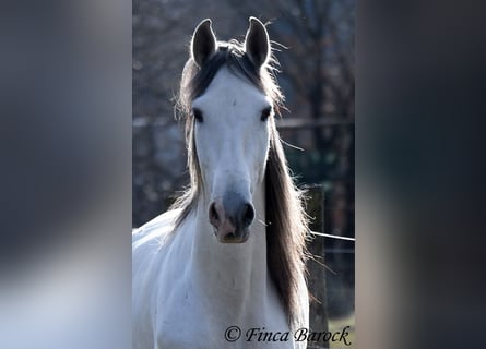 PRE Mix, Castrone, 7 Anni, 167 cm, Grigio