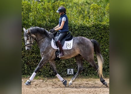 PRE, Castrone, 7 Anni, 167 cm, Grigio