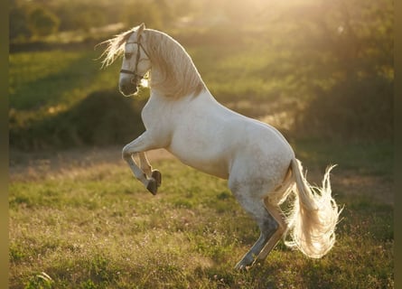 PRE Mix, Castrone, 7 Anni, 167 cm, Grigio