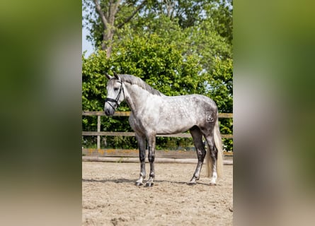 PRE, Castrone, 7 Anni, 168 cm, Grigio