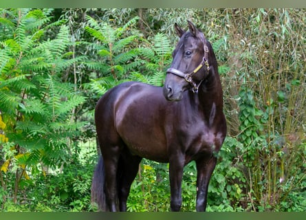 PRE, Castrone, 8 Anni, 160 cm, Morello
