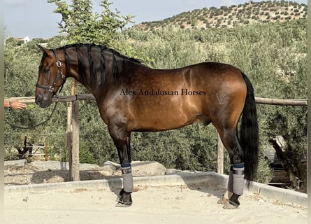 PRE Mix, Castrone, 8 Anni, 162 cm, Baio