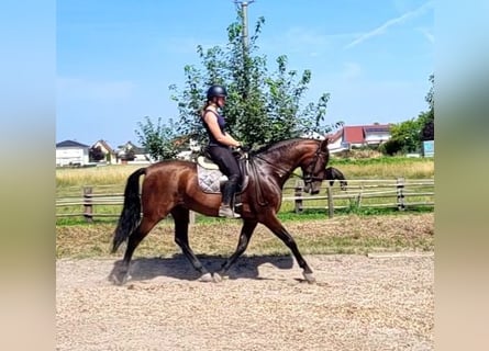 PRE Mix, Castrone, 8 Anni, 163 cm, Baio
