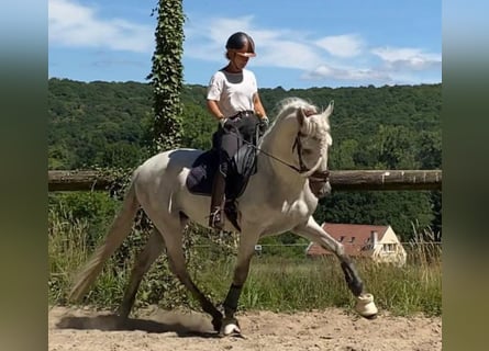 PRE Mix, Castrone, 8 Anni, 165 cm, Grigio pezzato