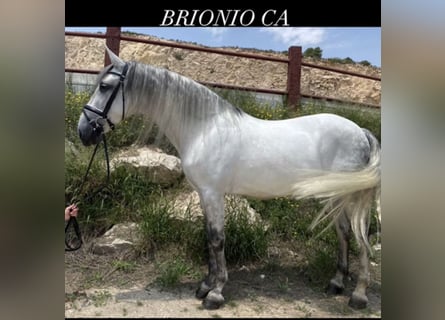 PRE, Castrone, 9 Anni, 160 cm, Grigio