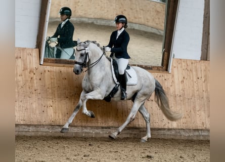 PRE, Castrone, 9 Anni, 162 cm, Grigio
