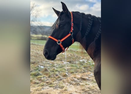 PRE, Castrone, 9 Anni, 166 cm, Baio scuro