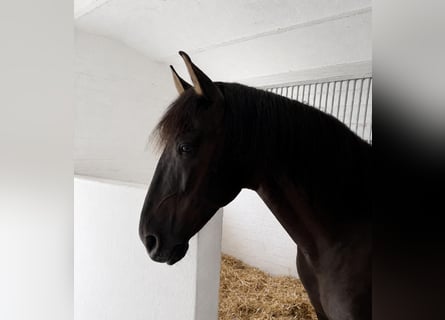 PRE, Castrone, 9 Anni, 167 cm, Morello