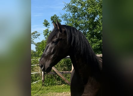 PRE, Castrone, 9 Anni, 167 cm, Morello