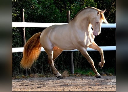 PRE, Hengst, Embryo, 167 cm, Perlino