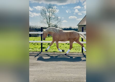 PRE, Stallion, Embryo, 17,1 hh, Palomino