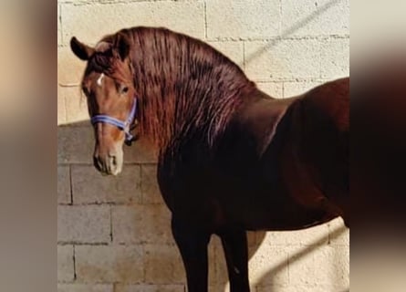 PRE Croisé, Étalon, 10 Ans, 158 cm, Alezan