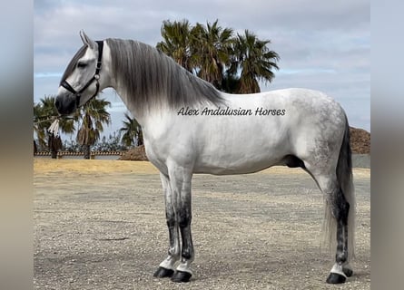 PRE Croisé, Étalon, 10 Ans, 167 cm, Blanc