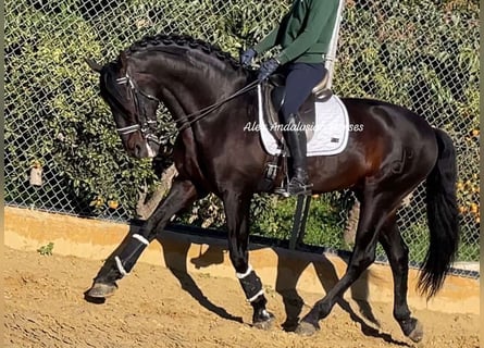 PRE Croisé, Étalon, 10 Ans, 168 cm, Bai brun