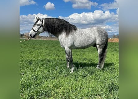 PRE Croisé, Étalon, 10 Ans, 169 cm, Gris