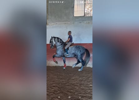 PRE, Étalon, 10 Ans, 177 cm, Gris pommelé