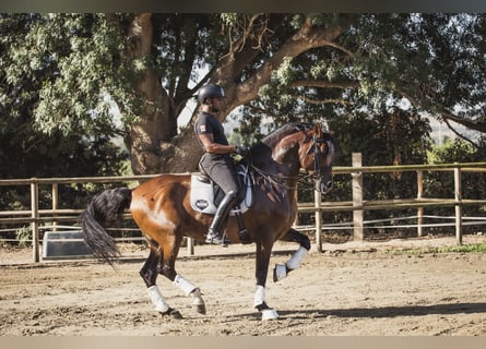 PRE Croisé, Étalon, 10 Ans, Bai