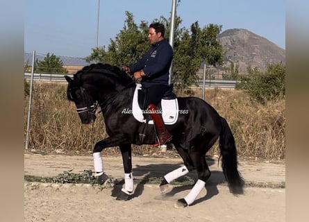 PRE Croisé, Étalon, 11 Ans, 161 cm, Noir