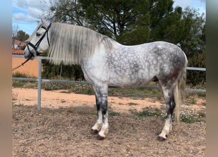 PRE Croisé, Étalon, 11 Ans, 165 cm, Gris pommelé