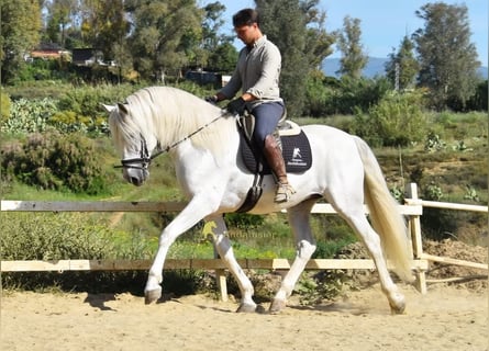 PRE, Étalon, 11 Ans, 166 cm, Gris