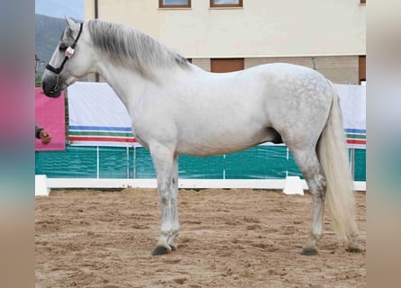 PRE Croisé, Étalon, 11 Ans, 169 cm, Gris