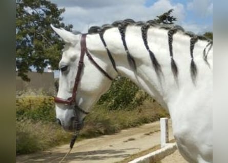 PRE Croisé, Étalon, 11 Ans, 170 cm, Gris