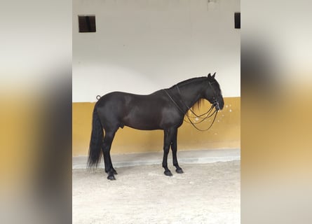 PRE Croisé, Étalon, 11 Ans, 170 cm, Noir