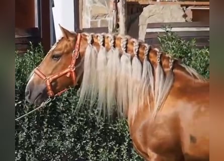 PRE Croisé, Étalon, 12 Ans, 160 cm, Palomino