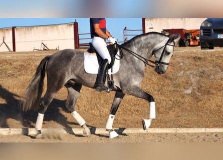 PRE Croisé, Étalon, 12 Ans, 167 cm, Gris