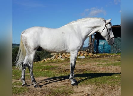 PRE Croisé, Étalon, 12 Ans, 168 cm