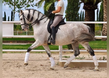 PRE Croisé, Étalon, 12 Ans, 170 cm, Gris