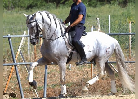 PRE Croisé, Étalon, 13 Ans, 167 cm, Gris